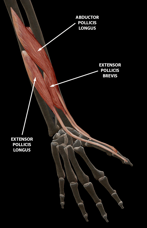 A Digital Post: Fingers And Thumbs